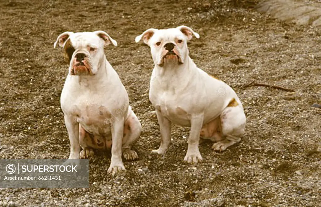 Two Old English Bulldogs sitting in a field