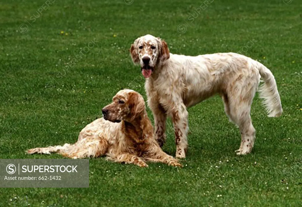 Two English Setter dogs in a lawn