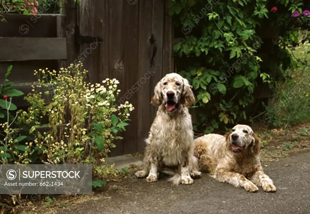 Two English Setter dogs sitting in front of a closed door