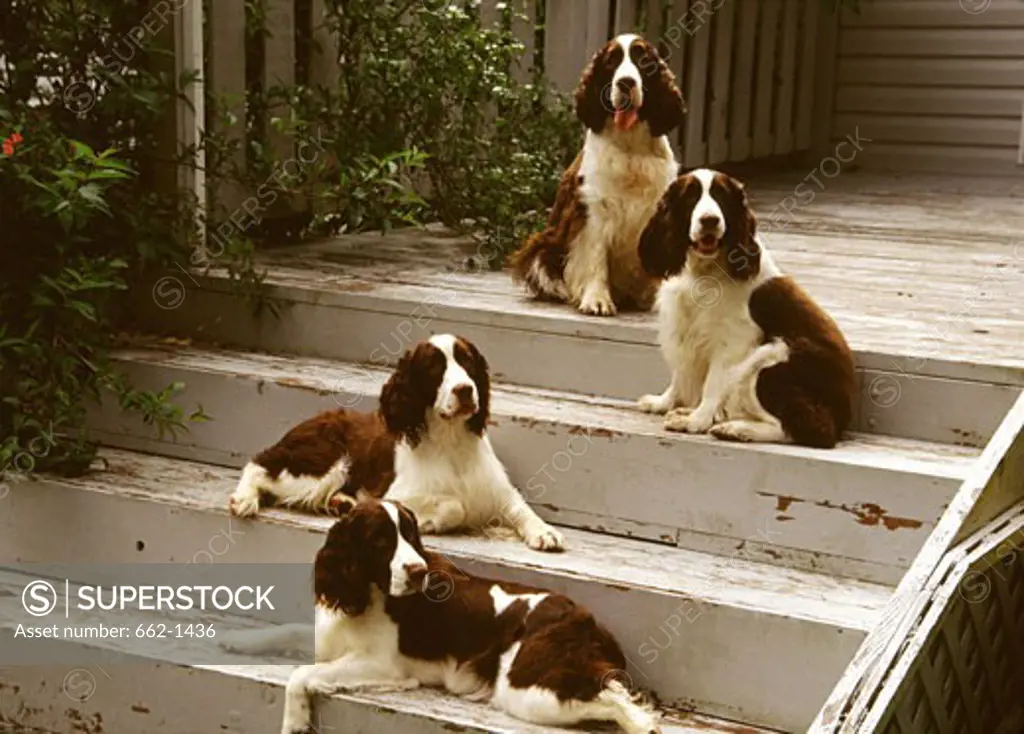 English Springer Spaniel dogs sitting on steps of a house