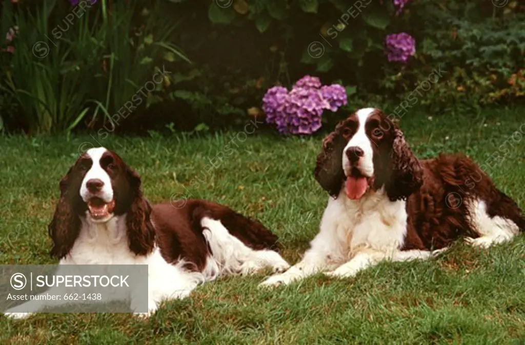 Two English Springer Spaniel dogs sitting in a lawn