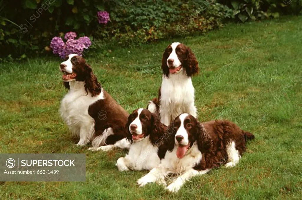 High angle view of four English Springer Spaniel dogs in a lawn