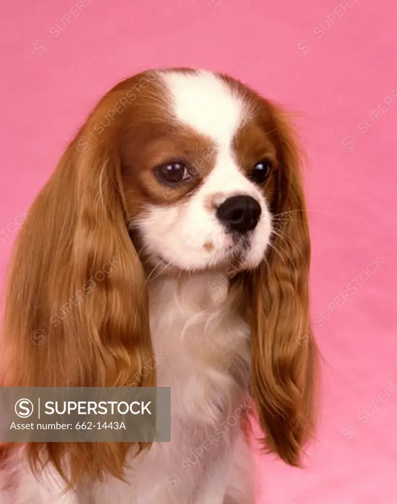 Close-up of a Cavalier King Charles Spaniel dog