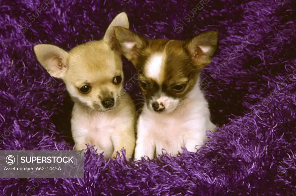 Two Chihuahua puppies in a tinsel