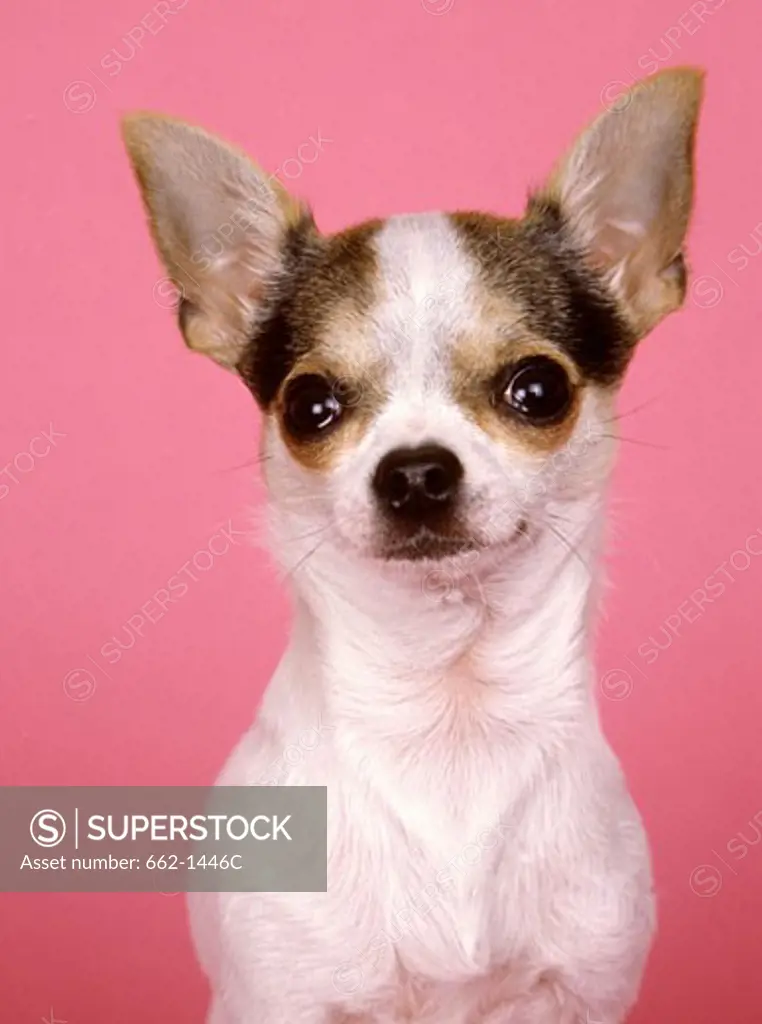 Close-up of a Chihuahua
