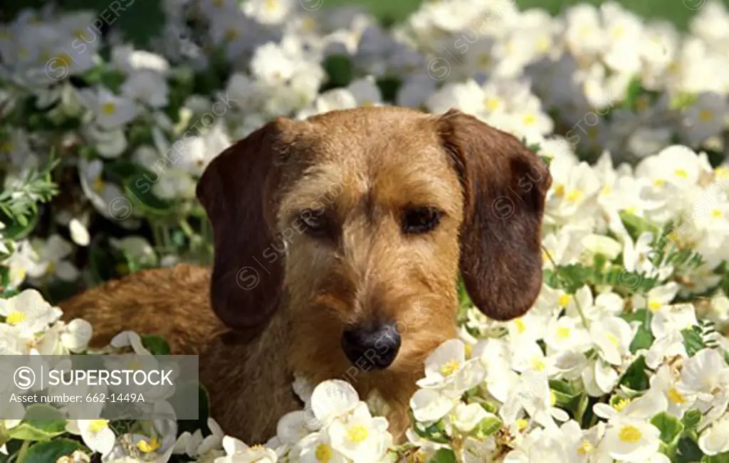 Close-up of a Wire Haired Dachshund dog sitting among white flowers