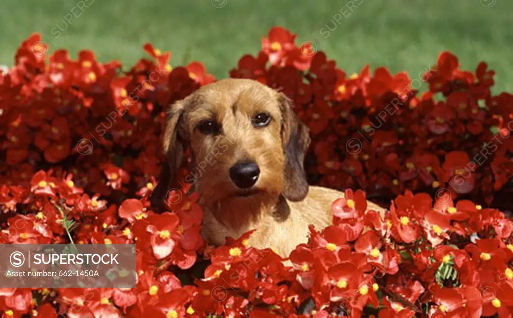 Close-up of a Wire Haired Dachshund dog sitting among flowers