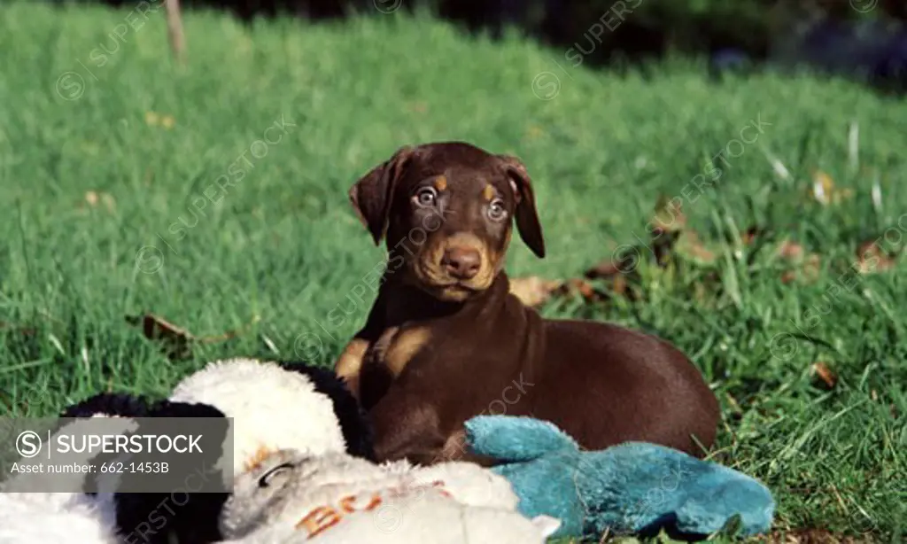 Doberman Pinscher sitting in a lawn with toys