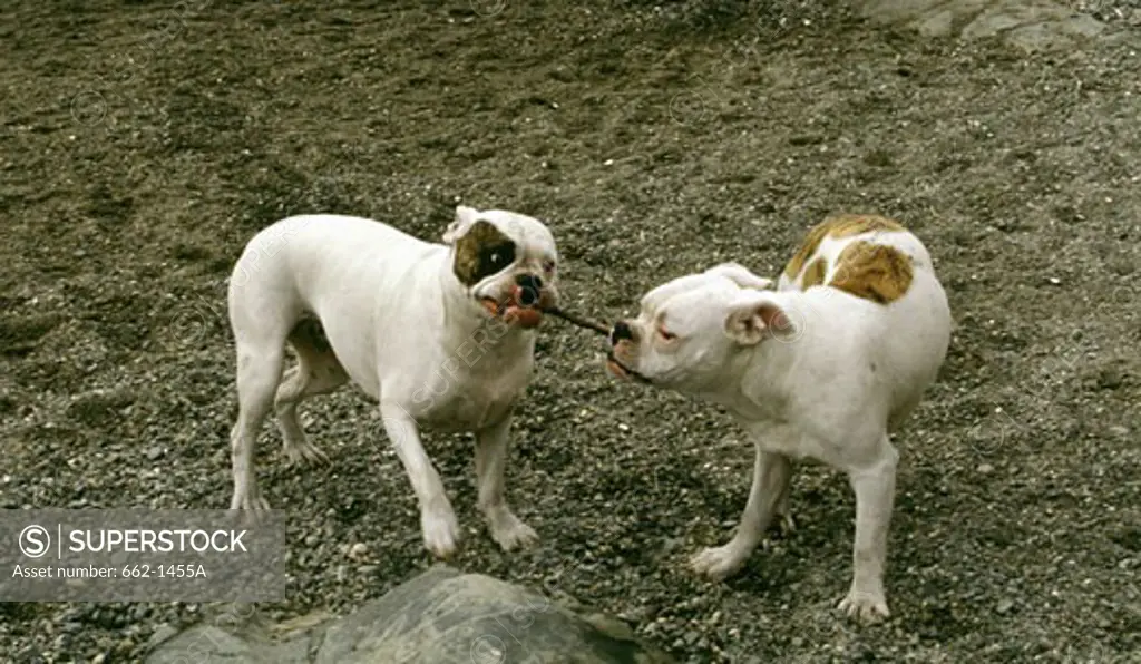 High angle view of two Old English Bulldogs fighting