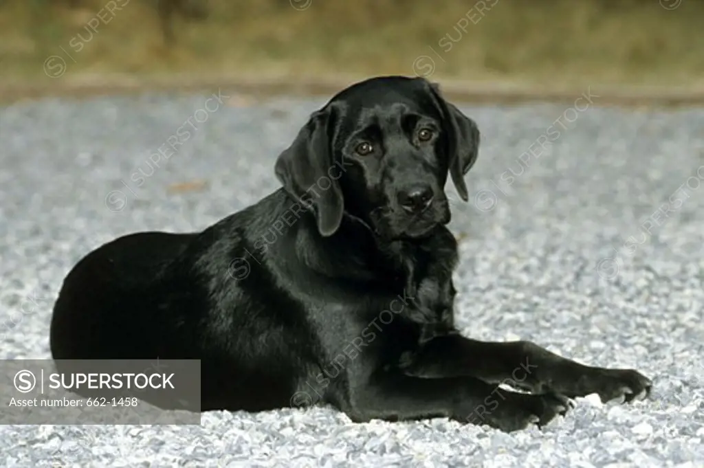 Black Labrador Retriever sitting on a road