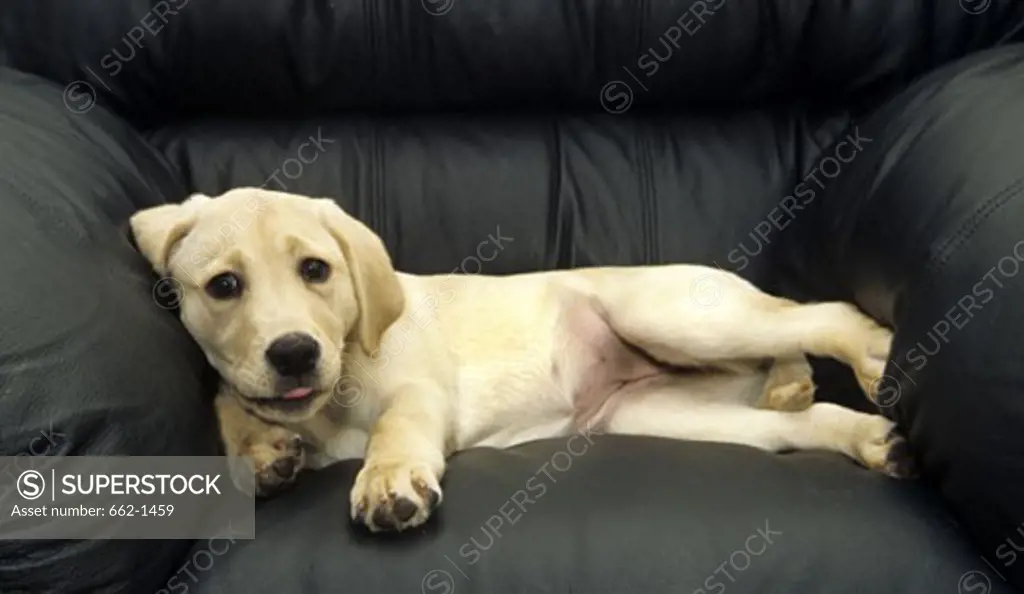 Labrador Retriever puppy lying down in an armchair