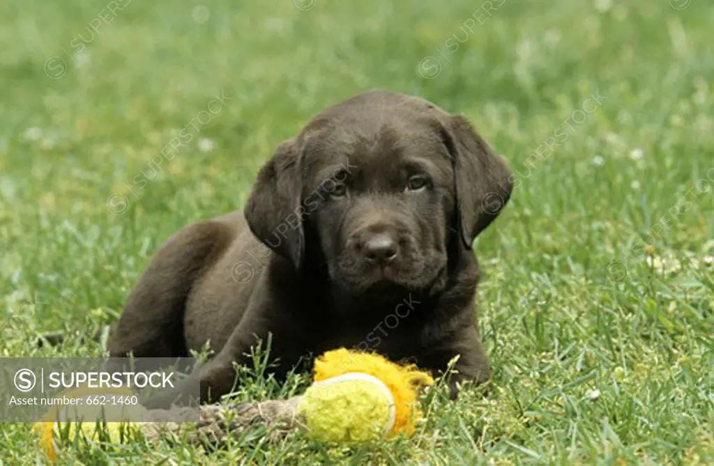Black Labrador Retriever puppy sitting on grass