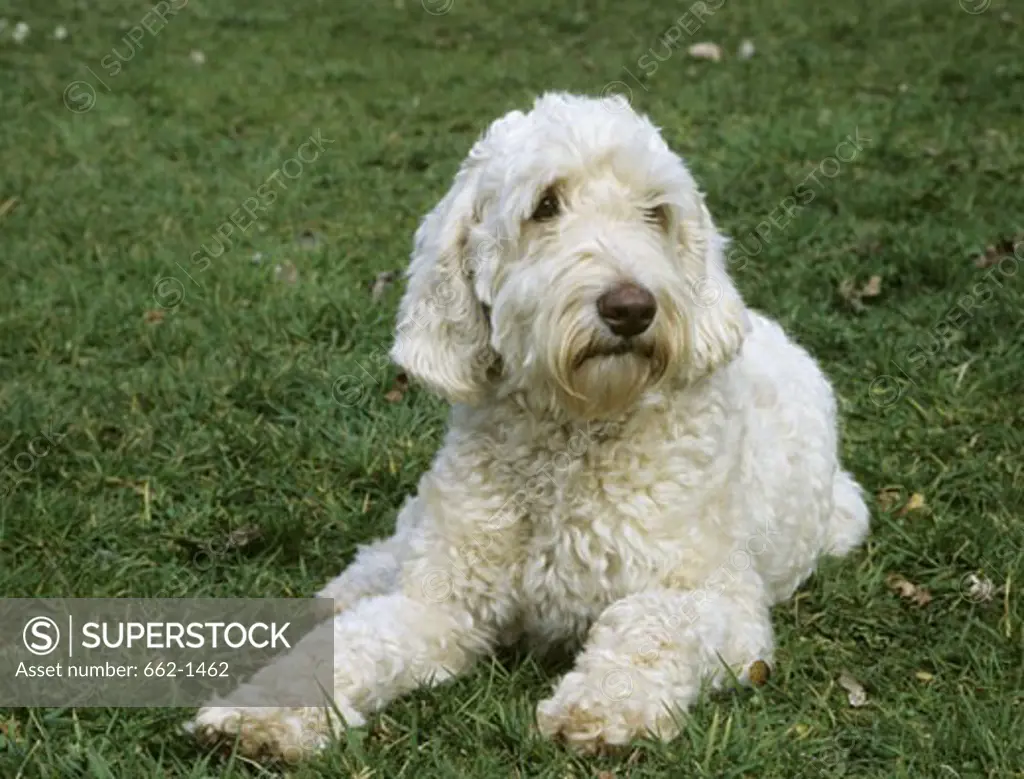 Labradoodle sitting on grass