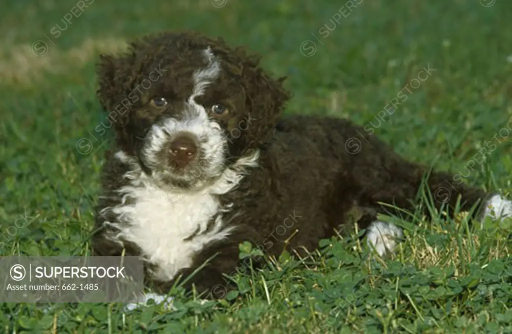 Portuguese Water dog puppy resting in a park