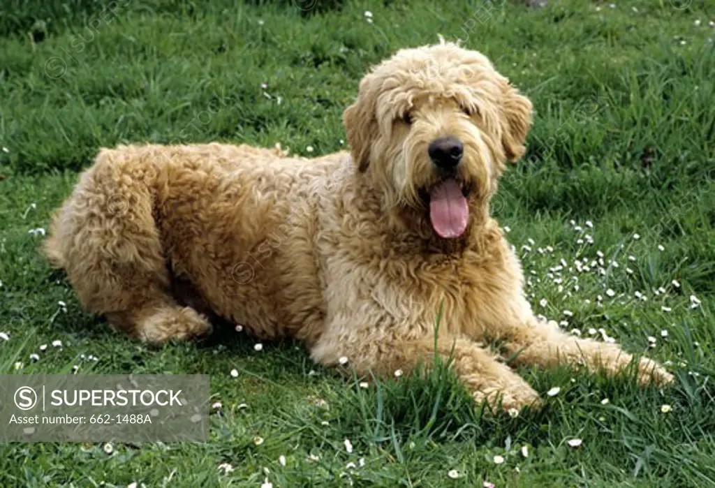 Labradoodle dog sitting on grass
