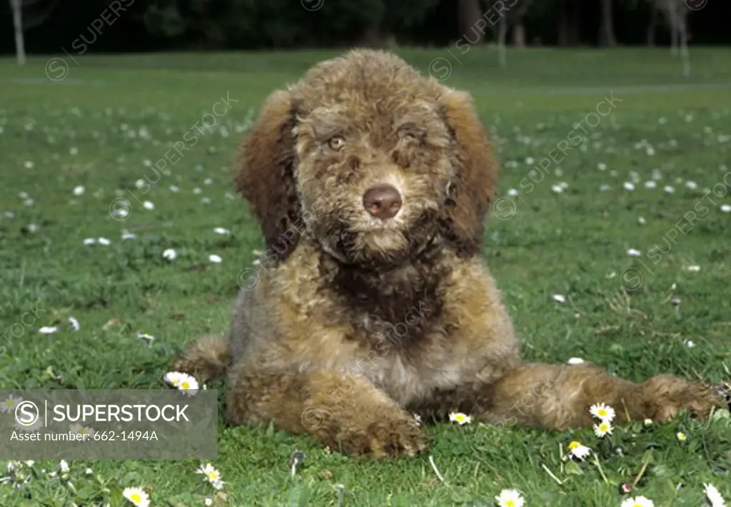 Labradoodle puppy sitting in a park