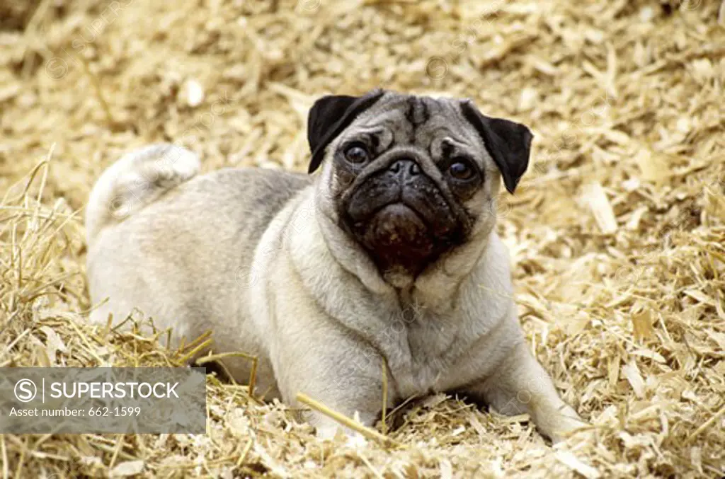 Close-up of a Pug resting on grass