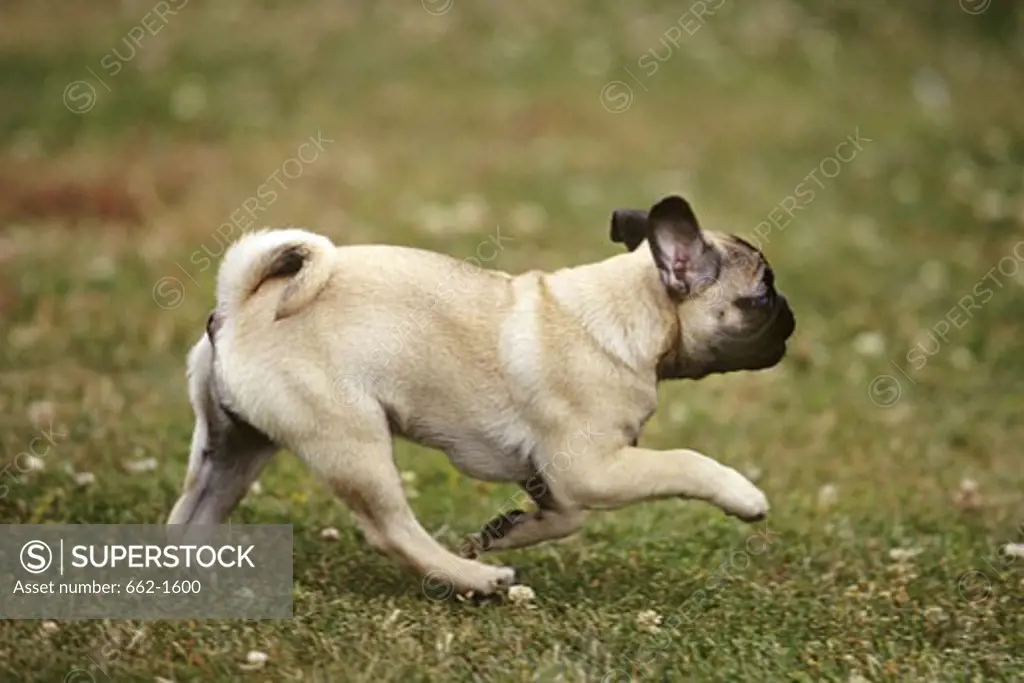 Pug running in a field