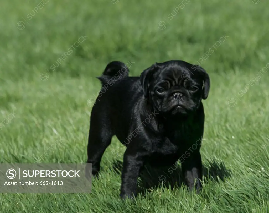 Close-up of a Pug standing on grass
