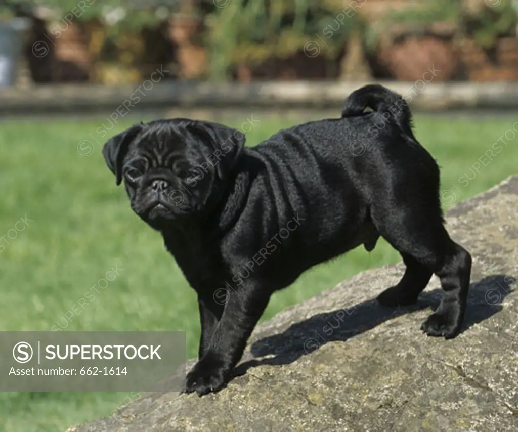 Pug standing on a rock