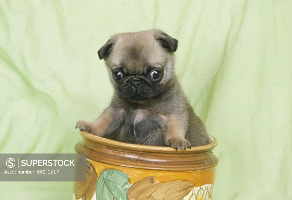Close-up of Pug puppy in a jar