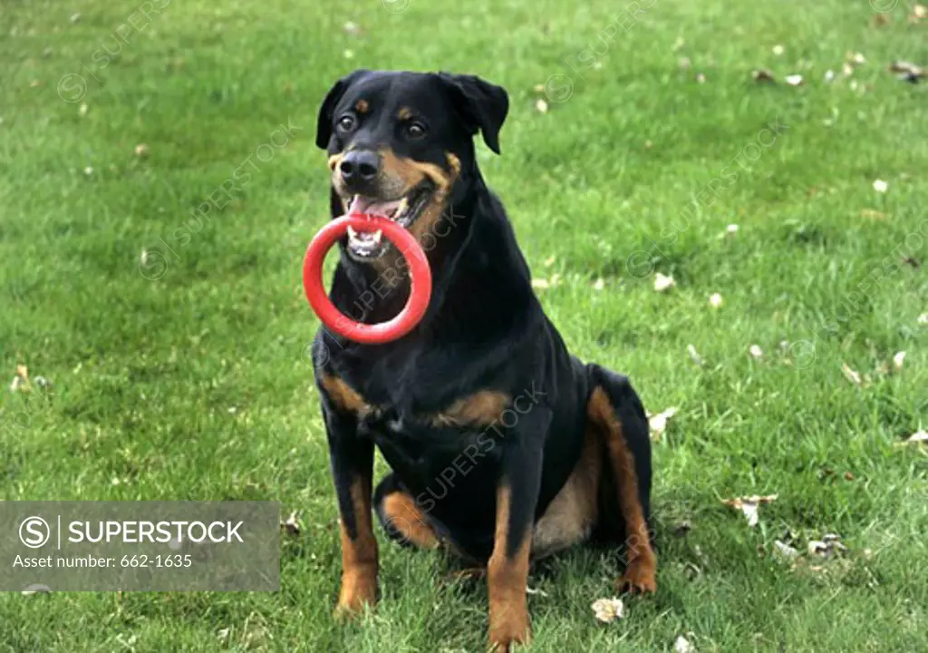 Rottweiler holding a plastic ring in its mouth
