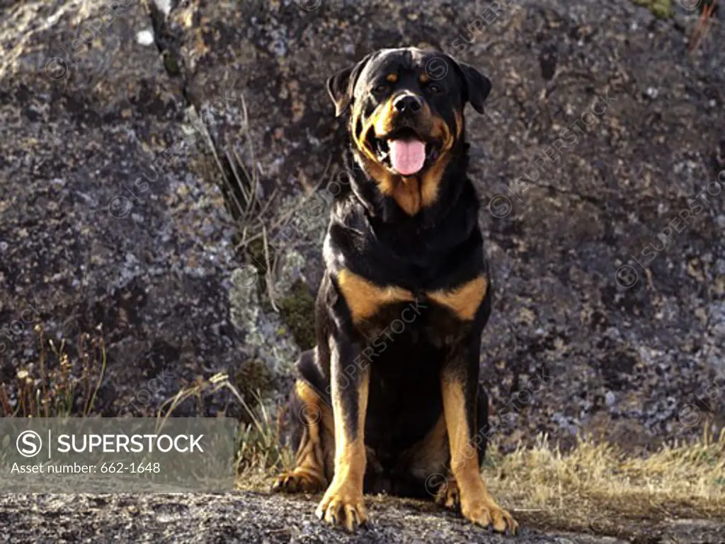 Rottweiler sitting in front of a rock