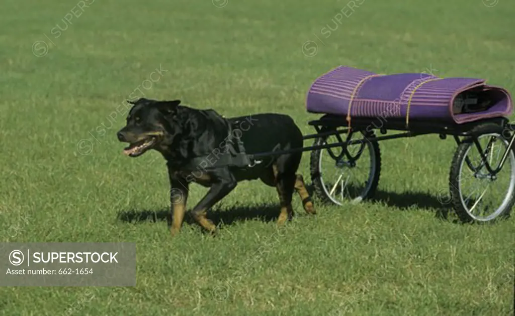 Rottweiler pulling a cart