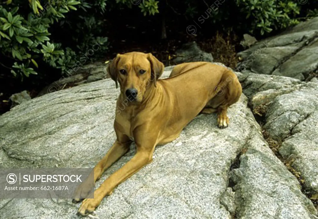 Rhodesian Ridgeback sitting on a rock