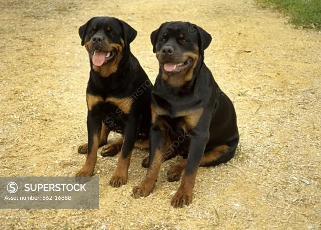 Two Rottweilers sitting in a field