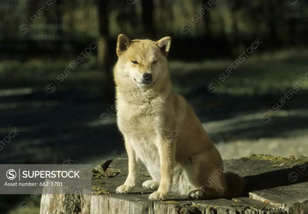 Shiba Inu dog sitting on a tree stump