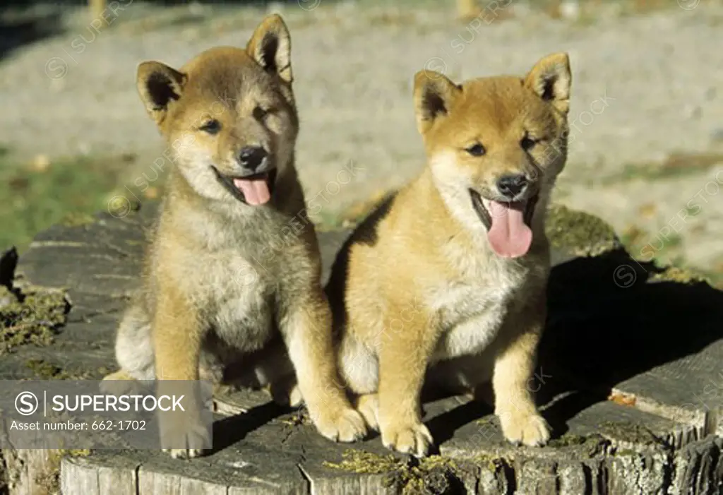 Two Shiba Inu puppies sitting together on a tree stump