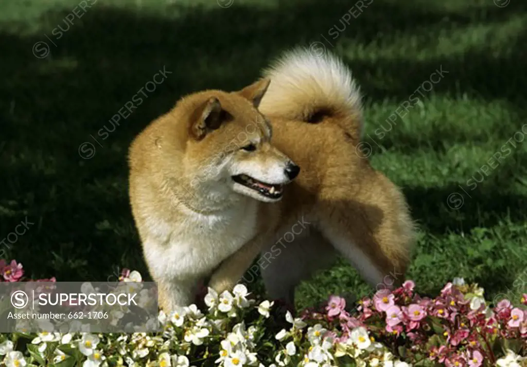 Shiba Inu dog standing in a garden