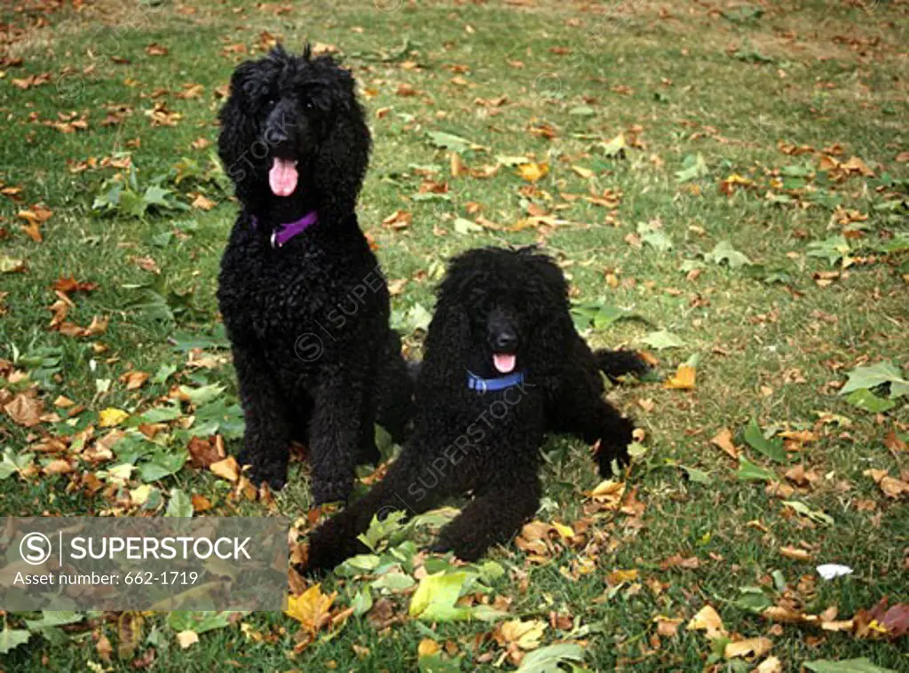Two Standard poodles sitting in a field