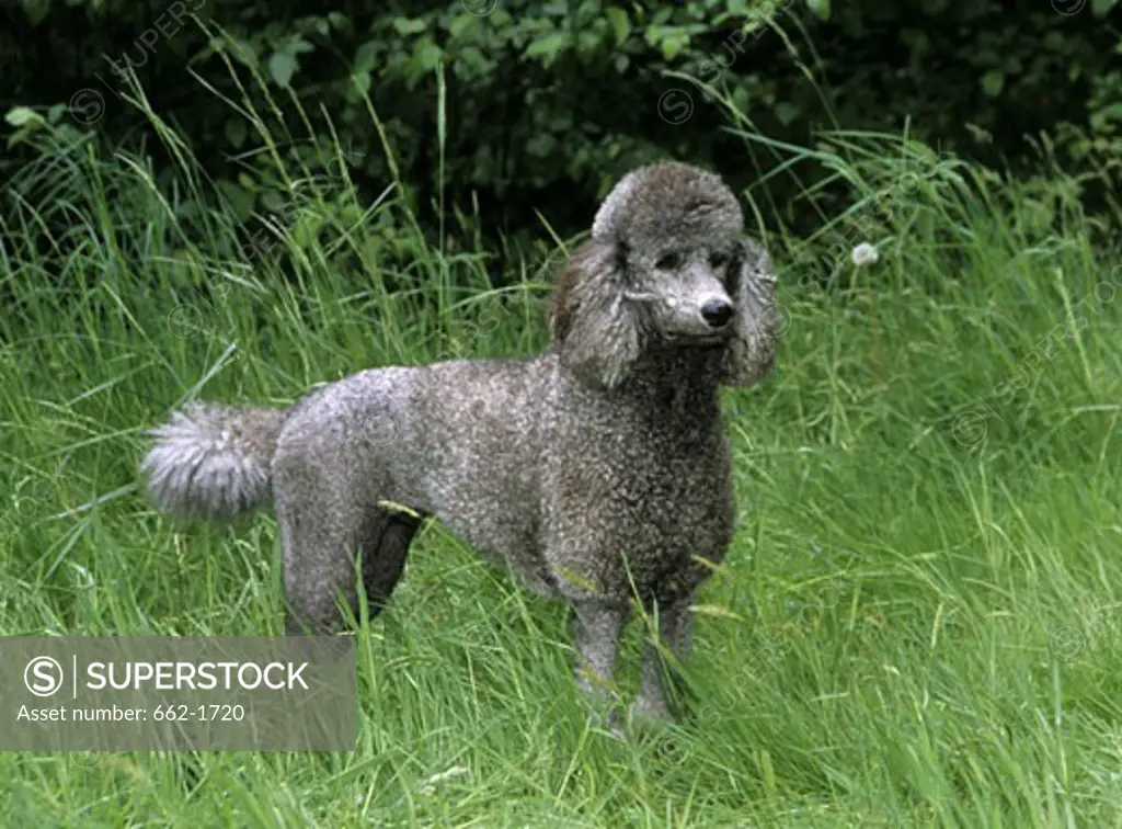 Standard poodle standing in grass