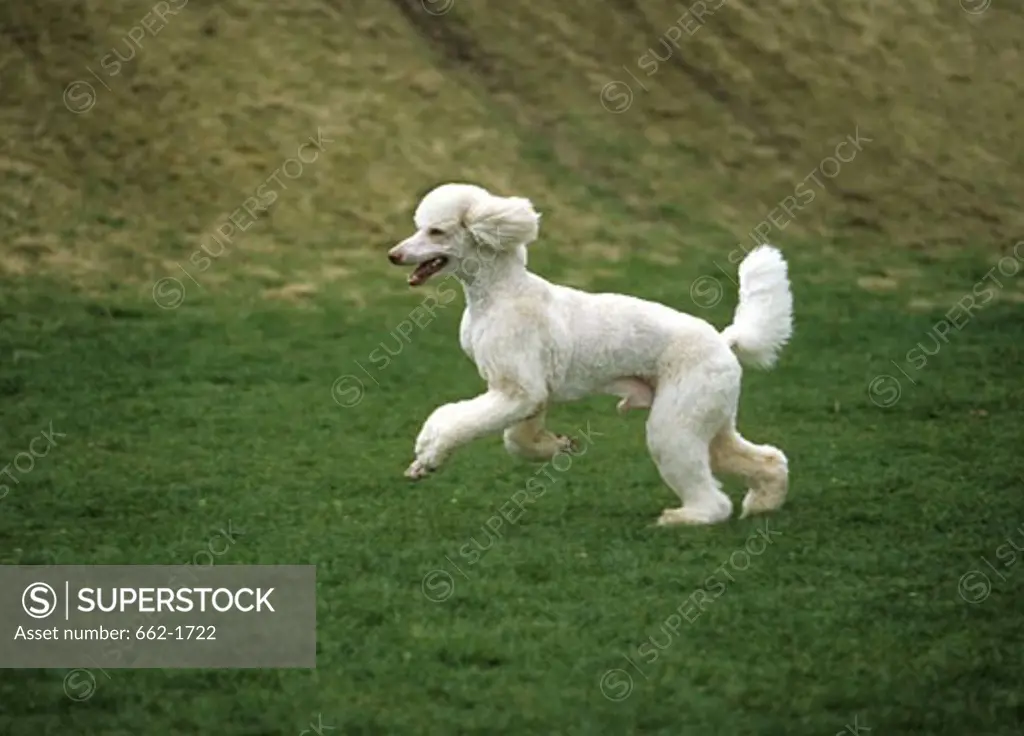 Standard poodle running in a field