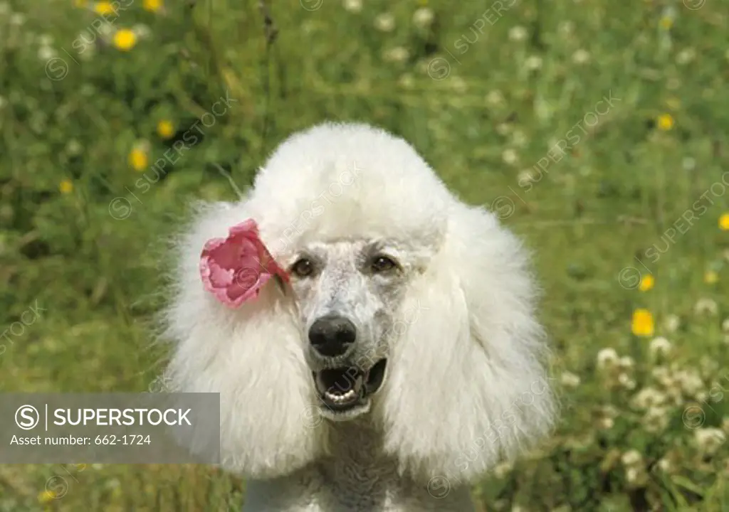 Close-up of a Standard poodle
