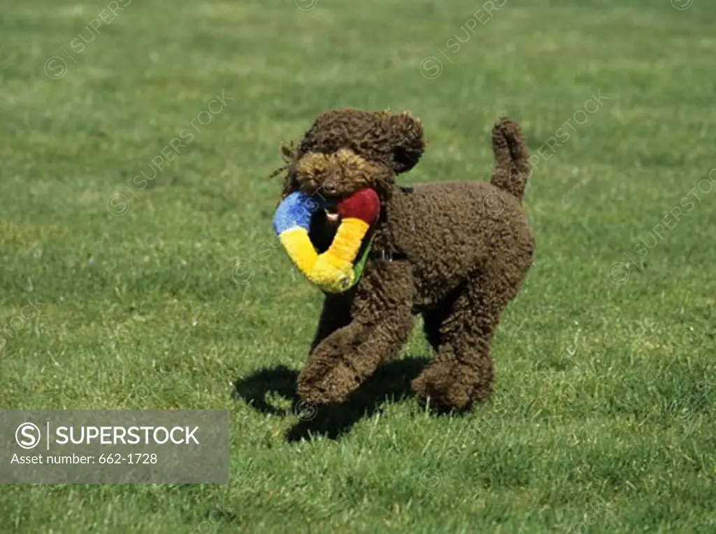 Standard poodle running with a training dummy in its mouth