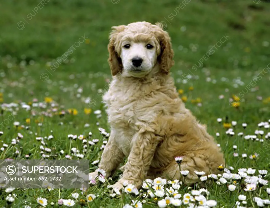 Standard poodle puppy sitting in a park