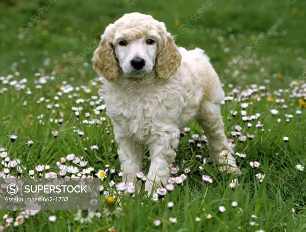 Standard poodle puppy standing in a park