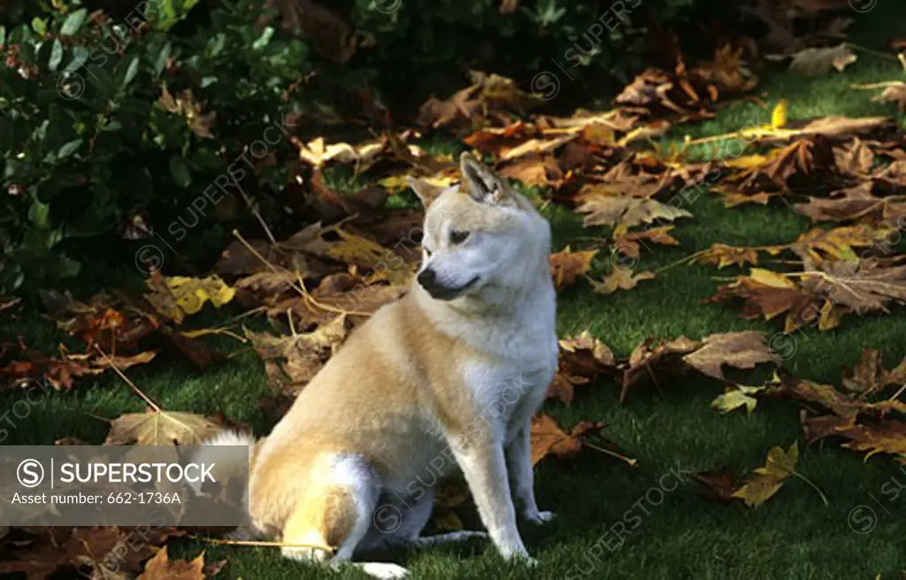 Shiba Inu dog sitting in a field