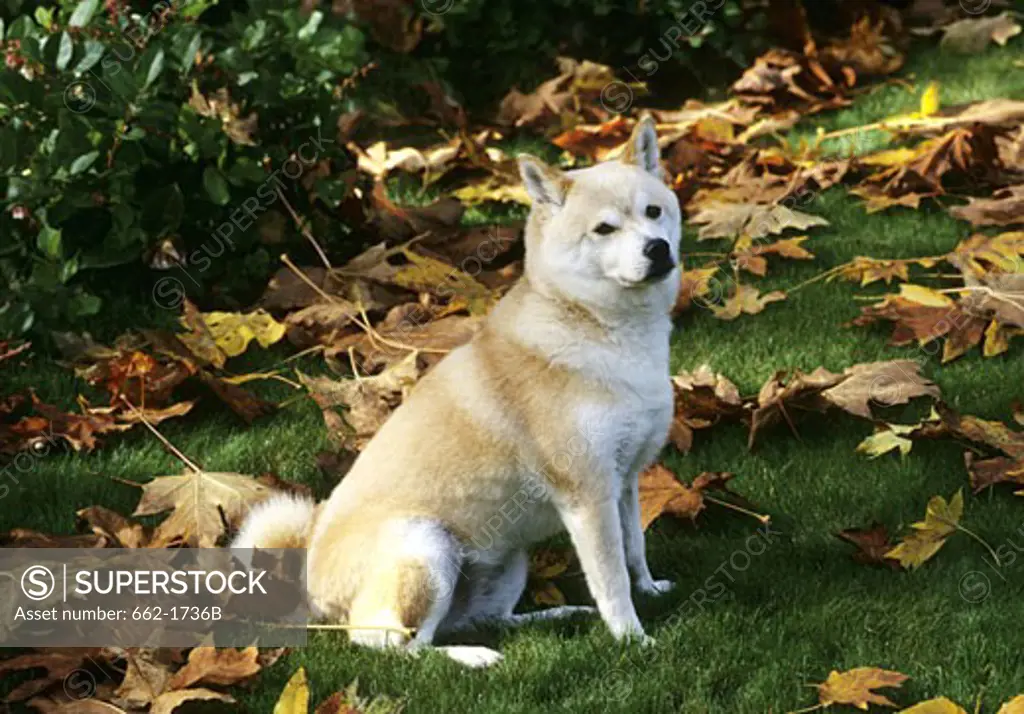 Shiba Inu dog sitting in a field