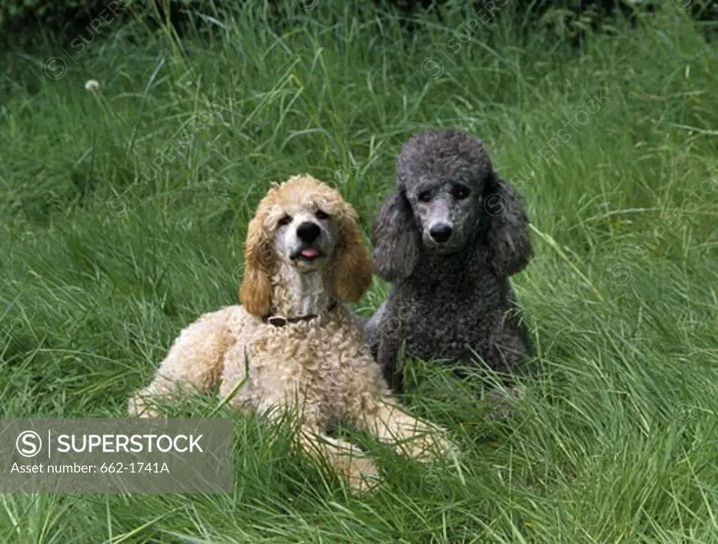 Two Standard poodles sitting on grass
