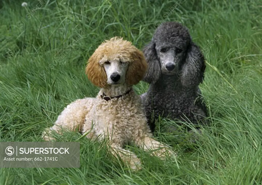Two Standard poodles sitting on grass