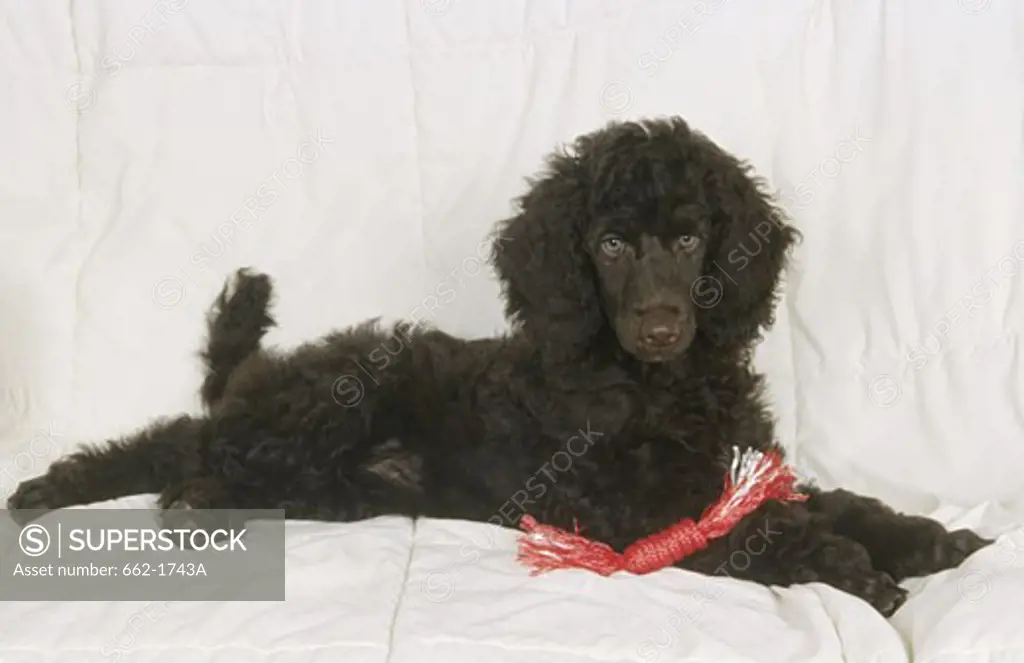 Standard poodle sitting on a couch