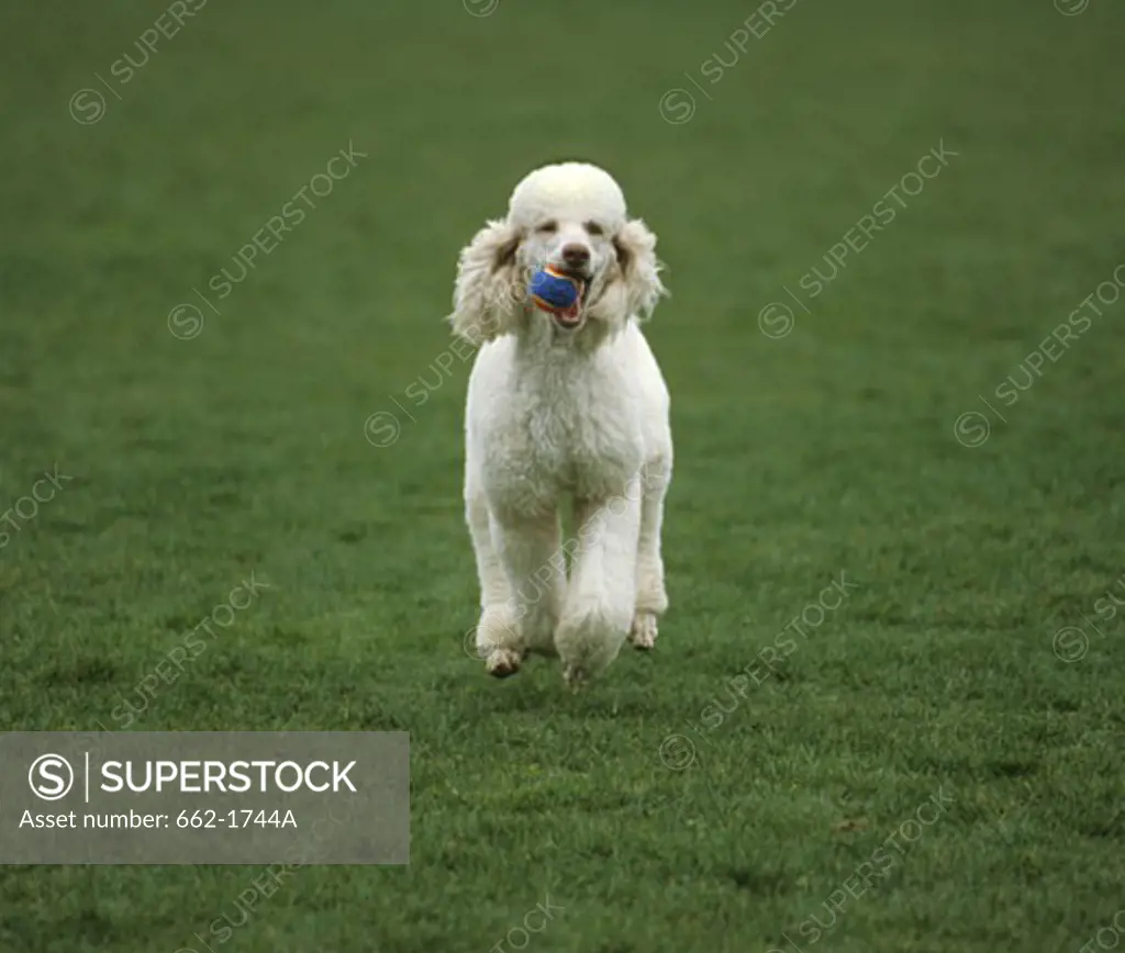 Standard poodle running in a field with a ball in its mouth