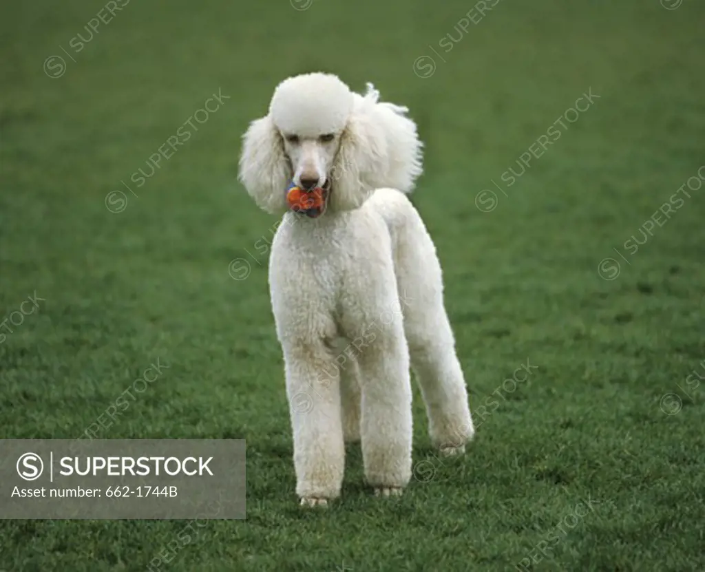 Standard poodle holding a ball in its mouth