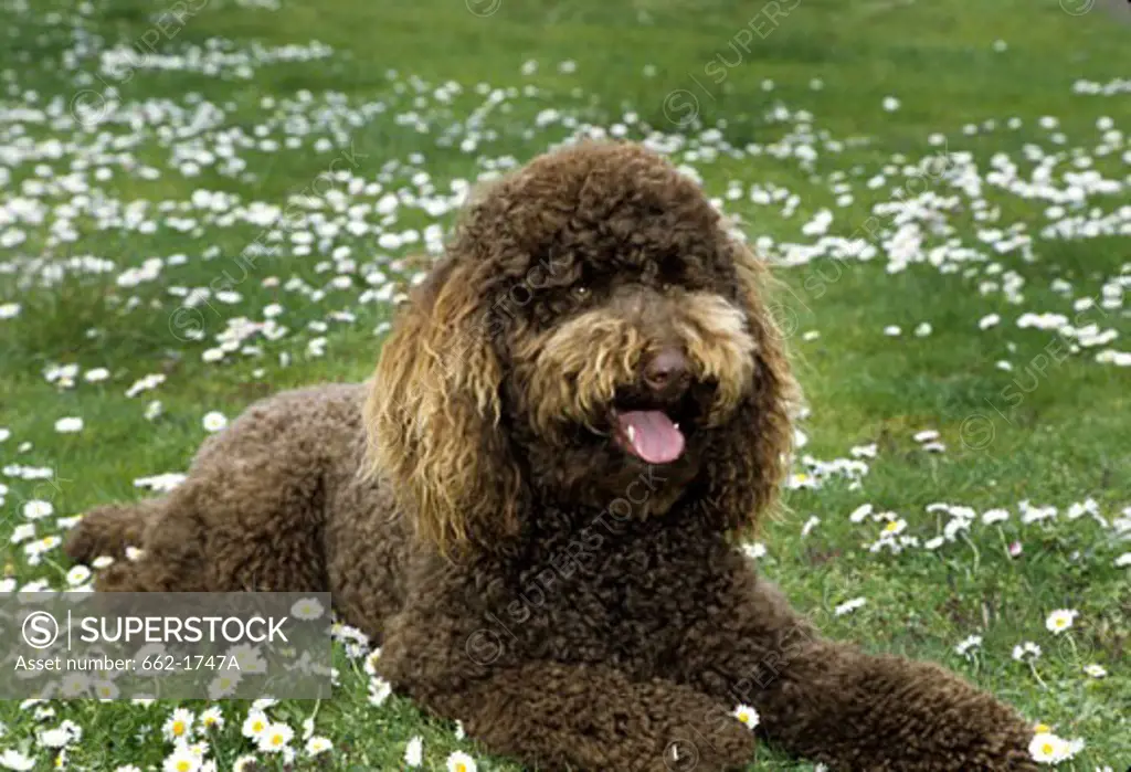 Standard poodle sitting in a park