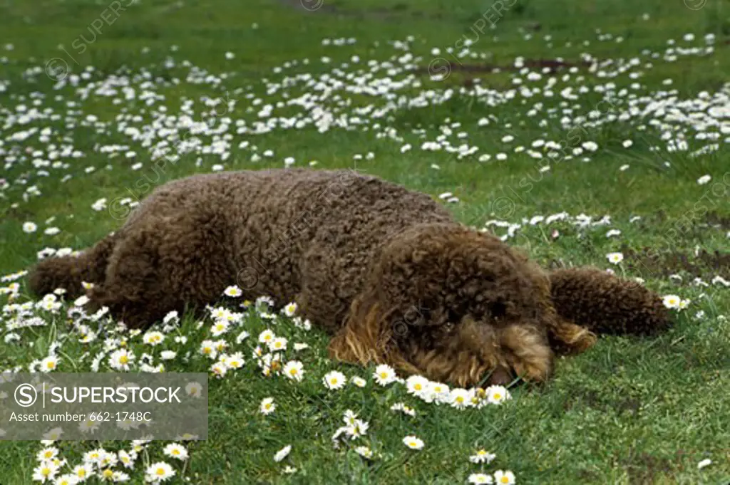 Standard poodle sleeping in a park