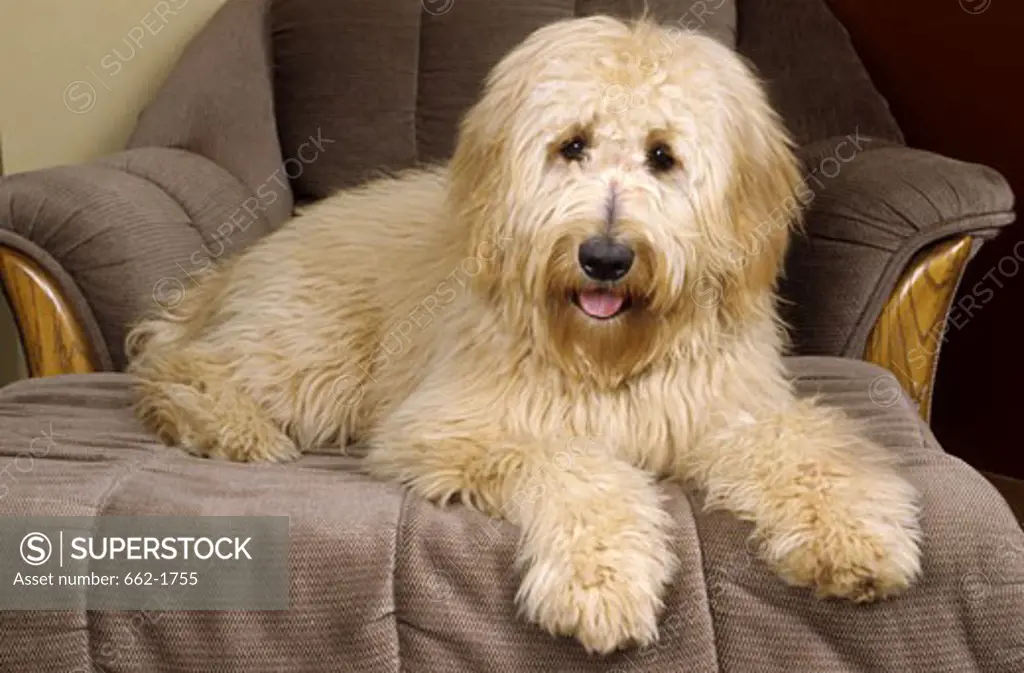 Goldendoodle sitting on a table